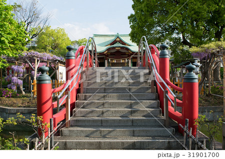 東京都　江東区　亀戸天神社　太鼓橋（女橋）　藤棚の季節 31901700