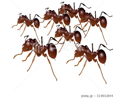 ヒアリ ヒアリ 31901844