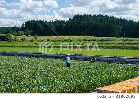 にんにく農家 31902095