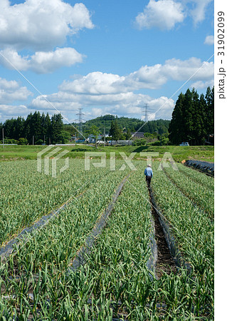 にんにく農家 にんにく農家 31902099