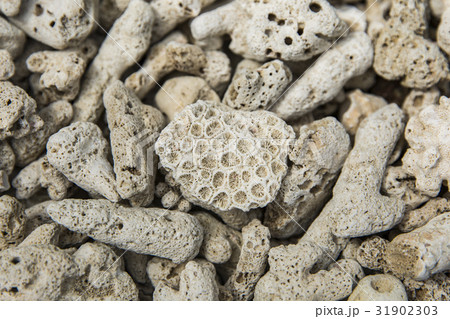 interesting texture from a closeup of coral rock 31902303