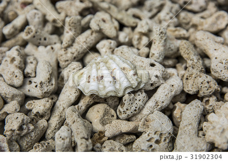interesting texture from a closeup of coral rock 31902304