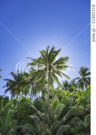 Amazing scenic view Tropical forest  31902318