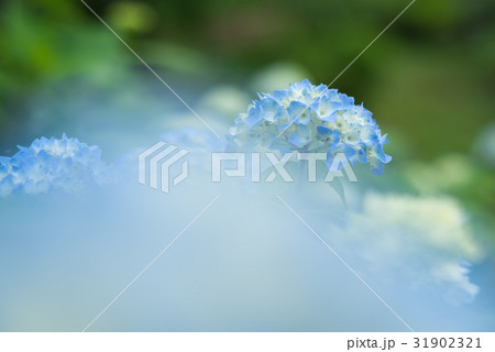 紫陽花 31902321