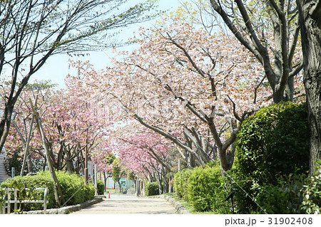 大中遺跡公園の八重桜 大中遺跡公園の八重桜 31902408