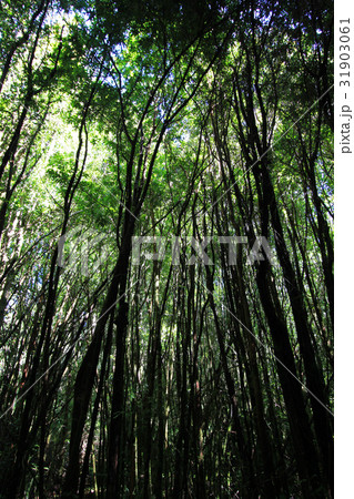 Inside a forest of huge Patagonian Cypresses 31903061