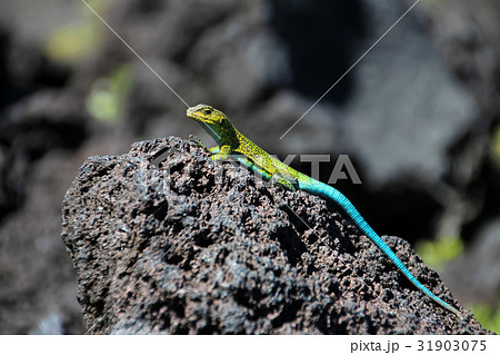Green lizard on lava rocks, Conguillio National Green lizard on lava rocks, Conguillio National 31903075