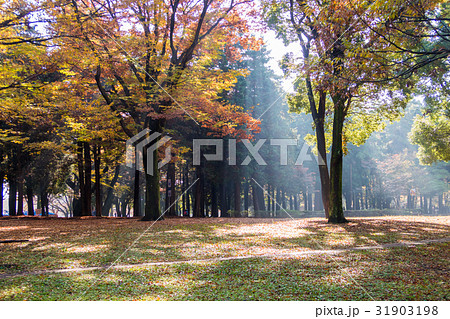 秋の代々木公園 秋の代々木公園 31903198