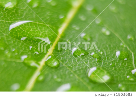 月桂樹　接写 31903682