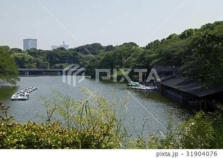 千鳥ヶ淵（北の丸公園） 31904076