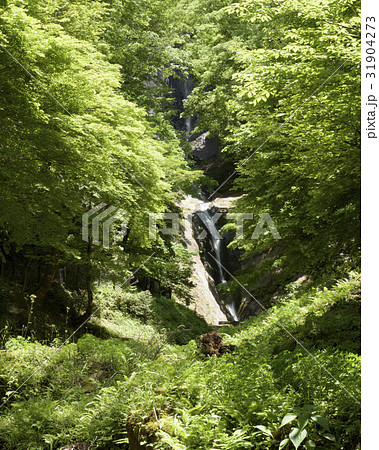 猿尾滝　新緑と　（兵庫県美方郡香美町） 31904273