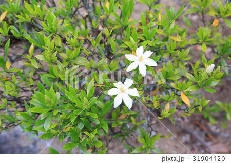 コクチナシの花 コクチナシの花 31904420