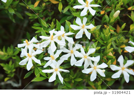 コクチナシの花 コクチナシの花 31904421