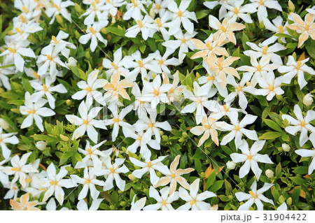 コクチナシの花 31904422
