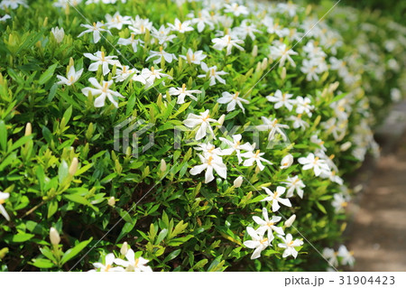 コクチナシの花 コクチナシの花 31904423