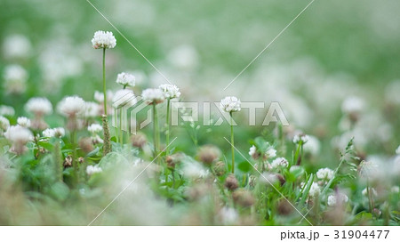 シロツメクサの咲くはらっぱ 31904477