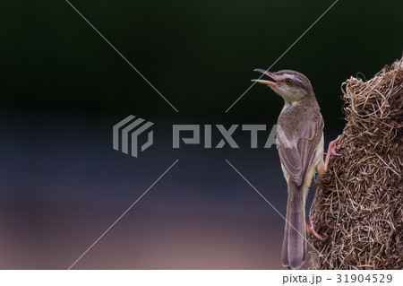 Plain prinia (Prinia inornata) Bird Plain prinia (Prinia inornata) Bird 31904529