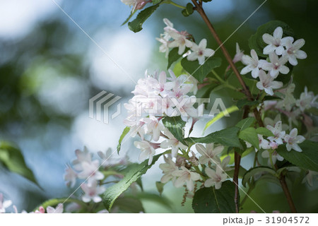 タニウツギの花　ハイキーで 31904572