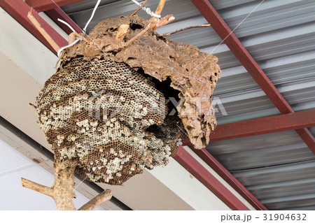 honeycomb hang on ceiling 31904632