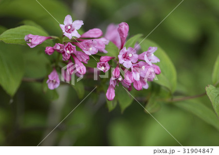 タニウツギ 31904847