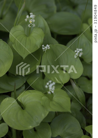 マイヅルソウ マイヅルソウ 31904849