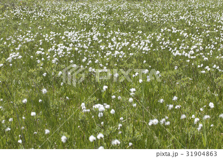 ワタスゲ 31904863