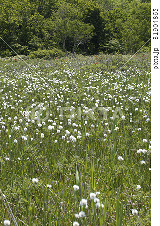 ワタスゲ ワタスゲ 31904865