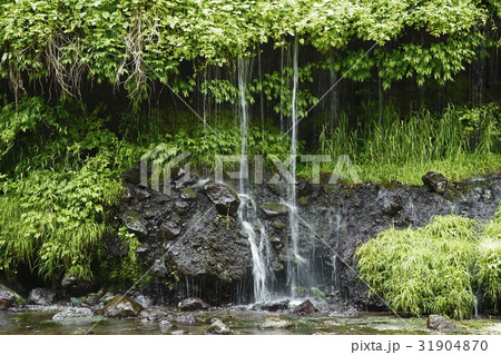 夏狩湧水群(都留市) 夏狩湧水群(都留市) 31904870