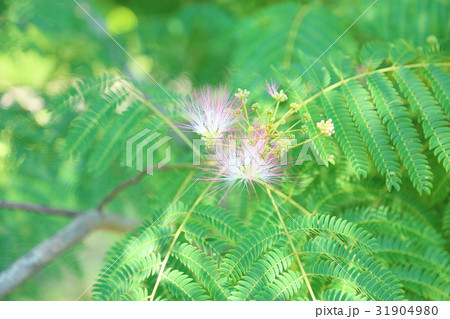 ネムの花 31904980