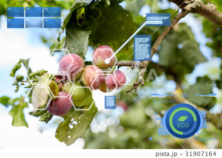 close up of plum tree branch 31907164