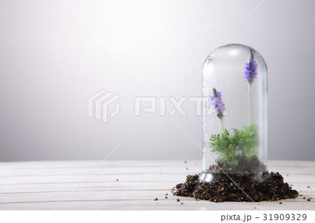 花 ラベンダー コンセプト 31909329