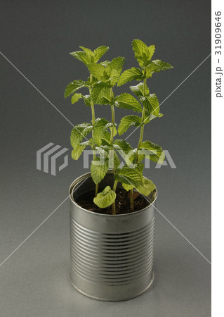 ヌキ 切り抜き 植物 31909646