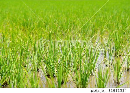 6月の水田 低いクローズアップ a 緑の背景ボケ 6月の水田 低いクローズアップ a 緑の背景ボケ 31911554