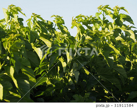 クワ畑（埼玉県深谷市） 31911584