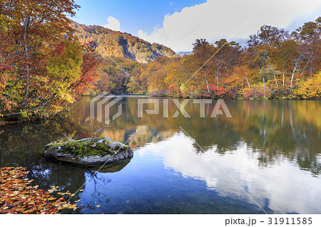 鎌池 鎌池 31911585