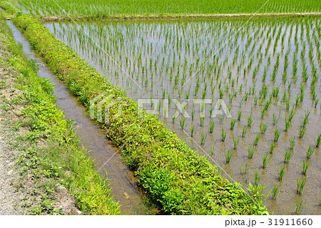 6月の水田　畦道と用水路 31911660