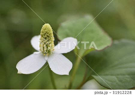 ドクダミ ドクダミ 31912228