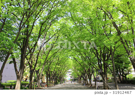 馬事公苑のケヤキ並木 31912467