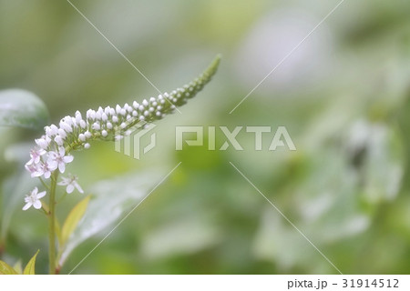 いきいき咲くトラノオ 31914512