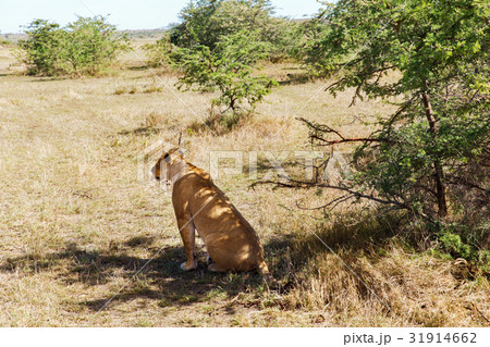 lioness hunting in savannah at africa 31914662