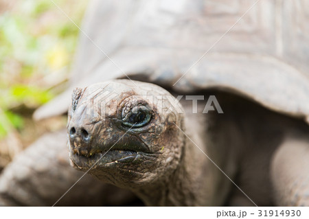 close up of giant tortoise outdoors close up of giant tortoise outdoors 31914930