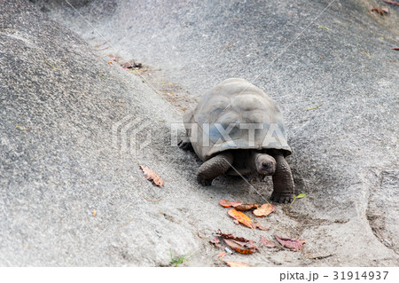 giant tortoise outdoors on seychelles giant tortoise outdoors on seychelles 31914937