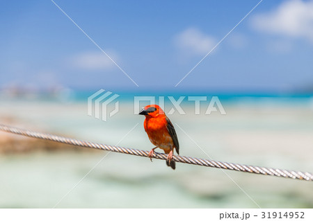 red fody sitting on rope at seaside 31914952