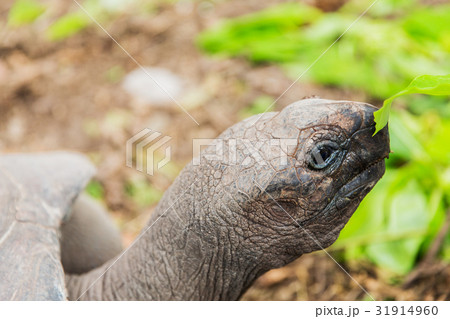 close up of giant tortoise outdoors close up of giant tortoise outdoors 31914960