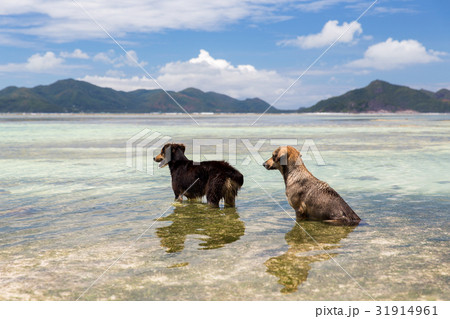 dogs in sea or indian ocean water on seychelles dogs in sea or indian ocean water on seychelles 31914961