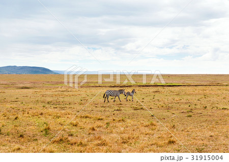 zebras grazing in savannah at africa zebras grazing in savannah at africa 31915004