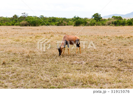 topi antelope grazing in savannah at africa topi antelope grazing in savannah at africa 31915076