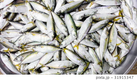 Background of fresh fish Background of fresh fish 31915347