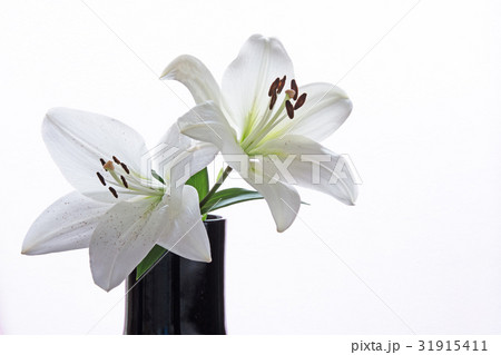 白いユリの花 31915411