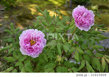 本満寺　牡丹 31915609